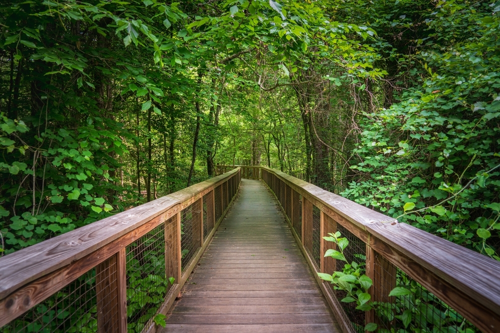 Congaree national park boardwalk