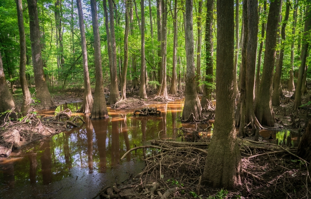 The Forest Floor at Congaree National Park in central South Carolina, USA